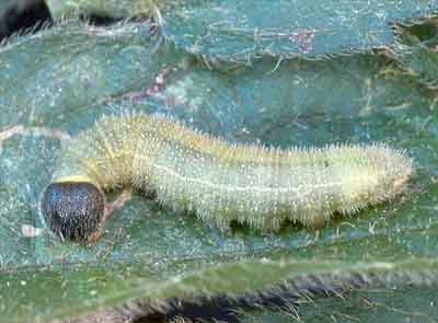 Carrhenes canescens (��������)